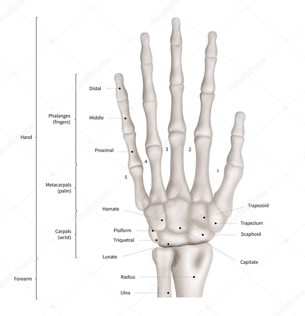 Infographic diagram of human hand bone anatomy system anterior view- 3D- Human Anatomy- Medical Diagram- educational and Human Body concept- Isolated on white background