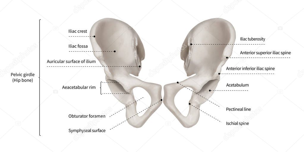 Infographic diagram of human hip bone or pelvic girdle anatomy system anterior view- 3D- Human Anatomy- Medical Diagram- educational and Human Body concept- Isolated on white background