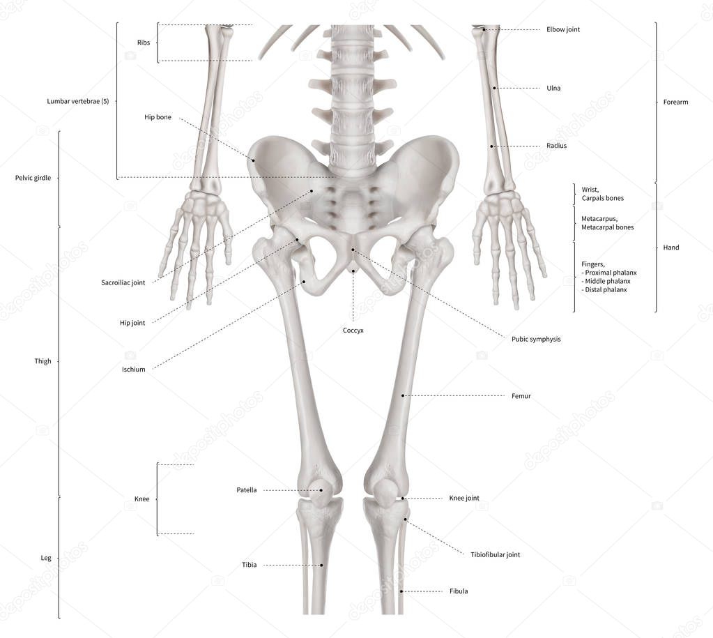 Infographic diagram of lower half human skeleton anatomy system anterior view- 3D- Human Anatomy- Medical Diagram- educational and Human Body concept- Isolated on white background