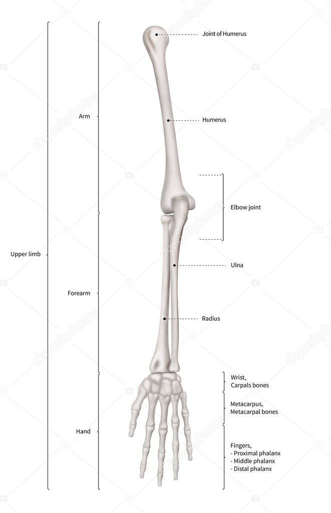 Infographic diagram of human skeleton upper limb bone anatomy system or arm bone anterior view- 3D- Human Anatomy- Medical Diagram- educational and Human Body concept- Isolated on white background