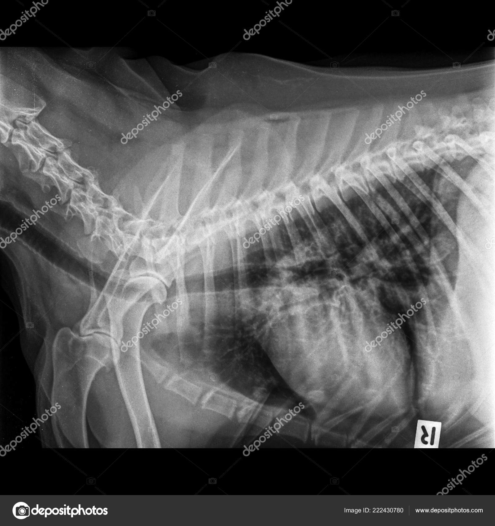 Ray Dog Lateral View Closed Thorax Standard Chest Signs Pneumonia
