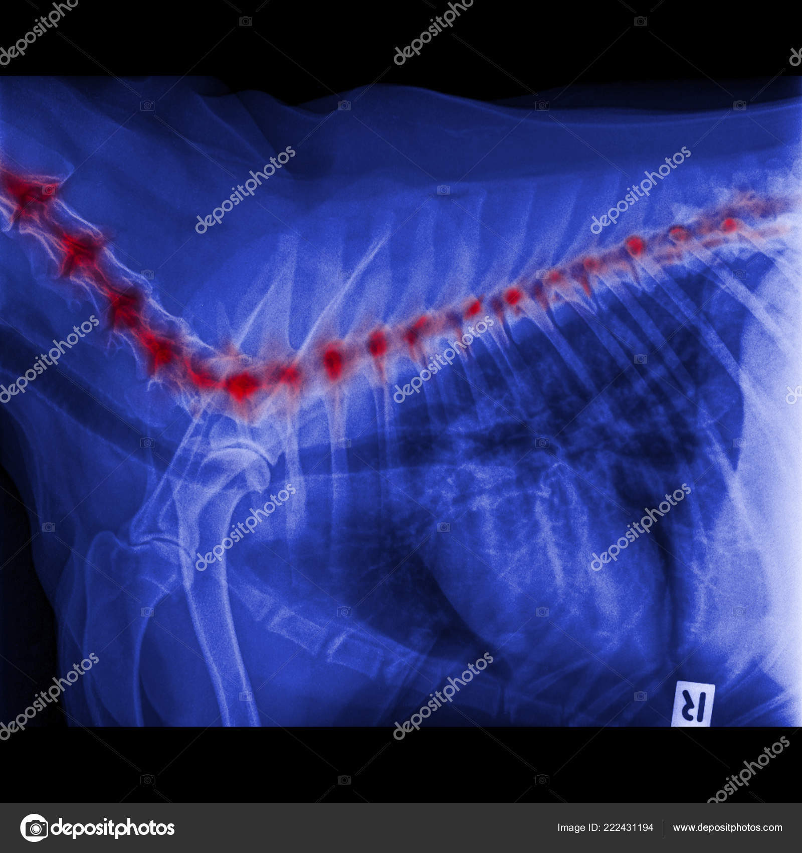 How Much Is An Xray For A Dog