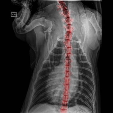 Toraks standart x-ışını köpek arka görünümü kapandı ve göğüs boynunda kırmızı asma ile kemik arka kemik ağrısı alanları veya köpek - veteriner ilaçları-veteriner anatomi kavramı omurga hastalığı