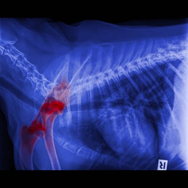 X-ışını köpek yanal görünümünün toraks kadar kapalı ve göğüs kırmızı vurgulamak ineklerde kemik omuz eklem ya da kürek kemiği kol kemiğinin eklem - dejeneratif eklem hastalığı Köpekler - veteriner ilaçları-veteriner anatomi