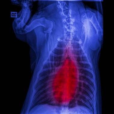 X-ray of dog posterior view closed up in thorax standard and chest with red highlight in respiratory system signs of pneumonia and bronchitis- veterinary medicine and veterinary anatomy concept clipart