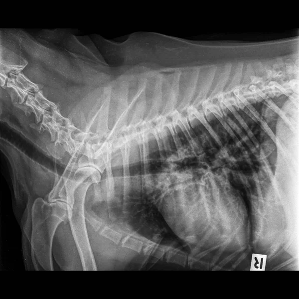 Рентген Латерального Зрения Собаки Закрыт Грудной Клетке Стандарта Груди Признаками — стоковое фото