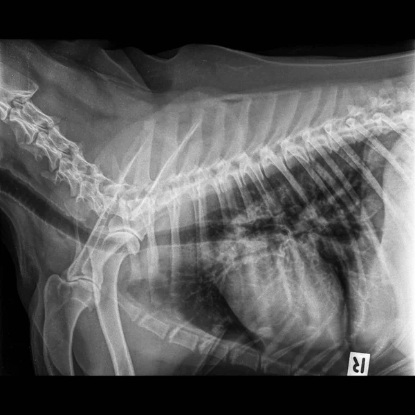 Ray Dog Oldalnézet Zárva Mellkas Standard Mellkas Tüdőgyulladás Jelei — Stock Fotó
