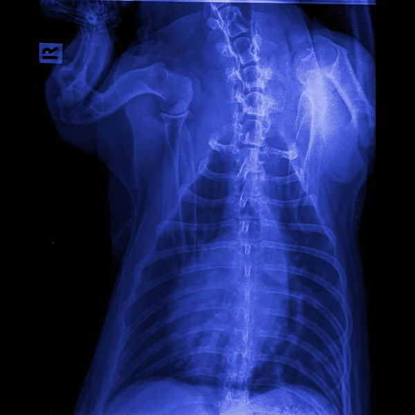 犬前视图 线膜闭合于胸部标准和腹部 兽医医学和兽医解剖学概念 蓝色色调颜色 — 图库照片