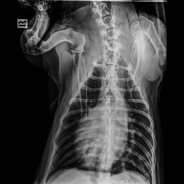 Рентгеновская Пленка Переднего Вида Собаки Закрыта Тораксе Стандартного Брюшной Полости — стоковое фото