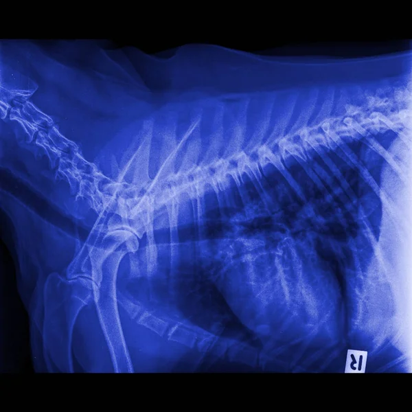 X-ray of dog lateral view closed up in thorax standard and chest with signs of pneumonia and