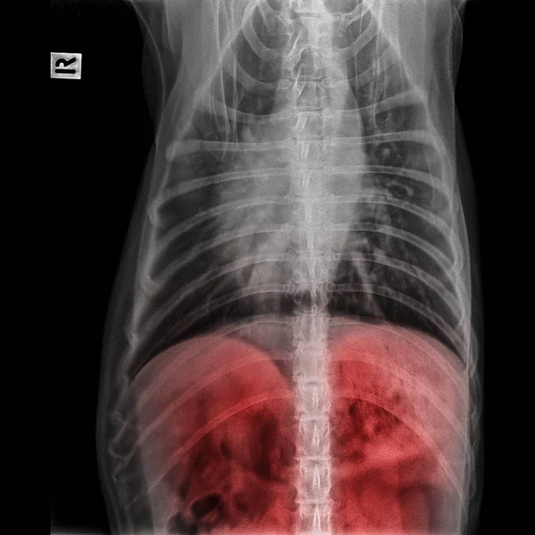 Toraks standart ve karaciğer sistemi - Veteriner Tıp ve veteriner anatomi kavramı kırmızı asma ile göğüs X-Ray köpek ön görünüm kapandı