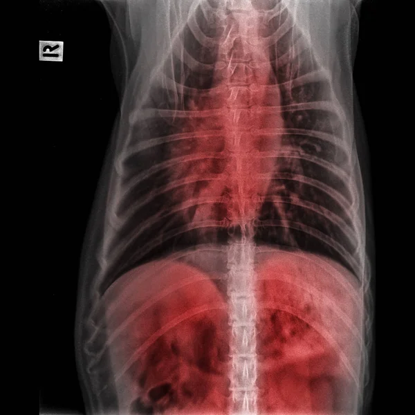 X-ray of dog anterior view closed up in thorax standard and chest with red highlight in the thorax- respiratory system and liver pain areas- veterinary medicine and Veterinary anatomy concept