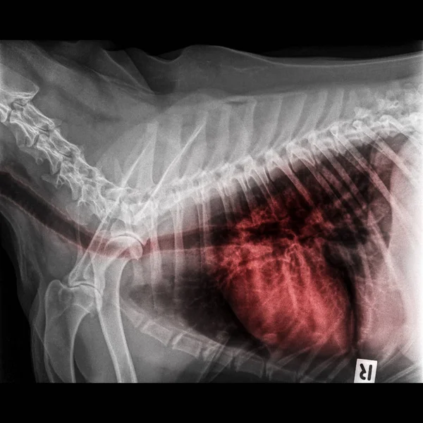 犬侧视 线闭合于胸腔和胸部 呼吸系统气管有红色突出显示肺炎和支气管炎的肺部体征 兽医学和兽医解剖 — 图库照片