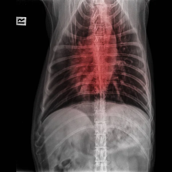 앞쪽에 보기의 기관지염 수의학 해부학 개념의 호흡기 증상에 하이라이트를 가슴에 — 스톡 사진