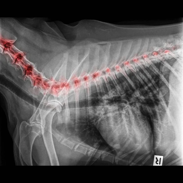 犬侧视 线闭合于胸部标准和胸部红色突出的颈部骨到背部骨痛区或脊髓疾病在狗兽医医学 兽医解剖概念 — 图库照片