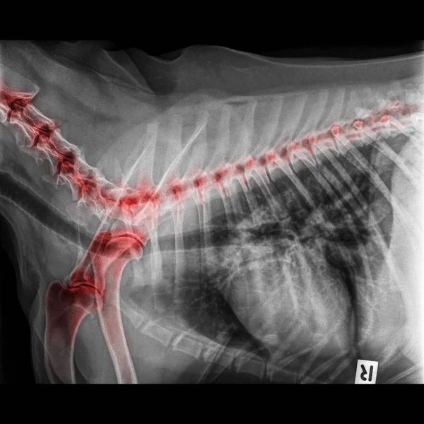 犬侧视 线闭合胸部和胸红突出前腿骨关节和颈部骨对背骨退行性关节疾病的犬兽医学 兽医解剖 — 图库照片