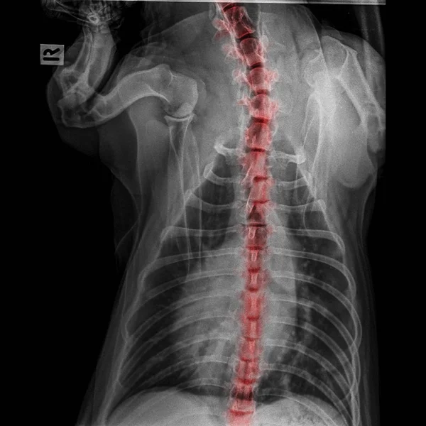 X-ray of dog posterior view closed up in thorax standard and chest with red highlight in neck bone to back bone pain areas or spinal disease in dog- Veterinary medicine- Veterinary anatomy Concept