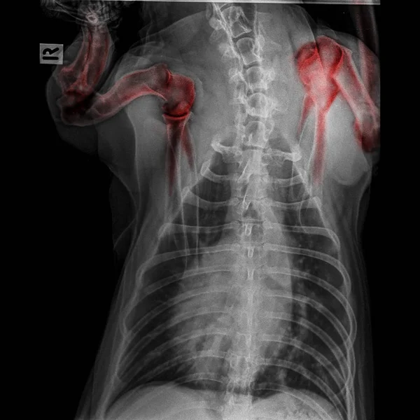 X-ray of dog posterior view closed up thorax and chest red highlight foreleg bone in shoulder joint or scapula humerus joint-degenerative Joint disease in dogs-Veterinary medicine-Veterinary anatomy