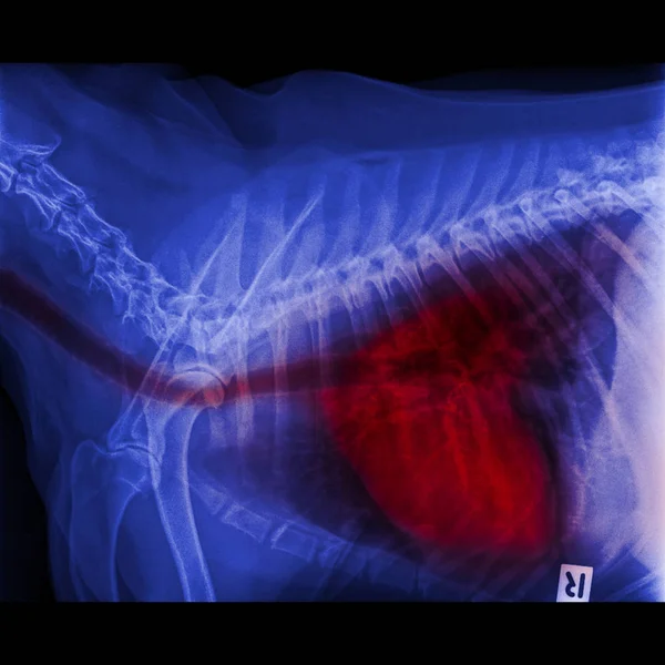 Toraks ve solunum sistemi trake akciğerlere belirtileri zatürre ve bronşit - hayvan hastalıklarıyla ilgili ilaç ve veteriner anatomi için kırmızı asma ile göğüs X-Ray köpek yanal görünümünün kapandı