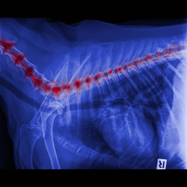 X-ray of dog lateral view closed up in thorax standard and chest with red highlight in neck bone to back bone pain areas or spinal disease in dog- Veterinary medicine- Veterinary anatomy Concept