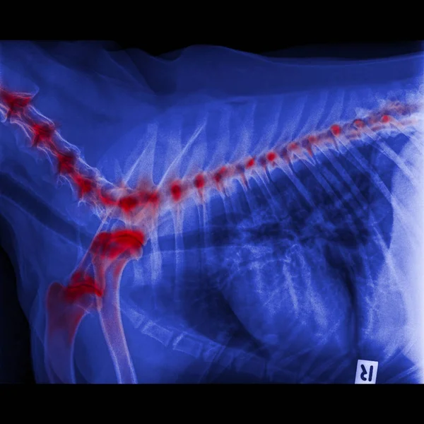 犬侧视 线闭合胸部和胸红突出前腿骨关节和颈部骨对背骨退行性关节疾病的犬兽医学 兽医解剖 — 图库照片