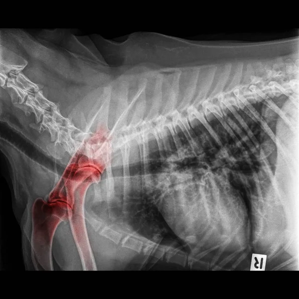 Radiographie Chien Vue Latérale Fermé Thorax Poitrine Rouge Mettre Évidence Photos De Stock Libres De Droits