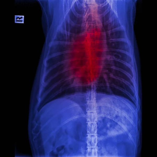 Radiographie Chien Vue Antérieure Fermée Dans Thorax Standard Poitrine Avec Photos De Stock Libres De Droits