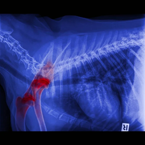 Röntgenbild Des Hundes Seitenansicht Verschlossen Brustkorb Und Brust Rot Markieren Stockbild