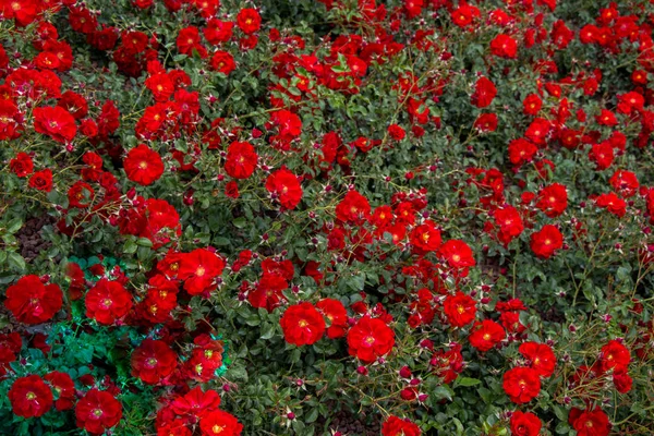 Bahçenin Arka Planında Çiçek Açan Güzel Renkli Güller — Stok fotoğraf