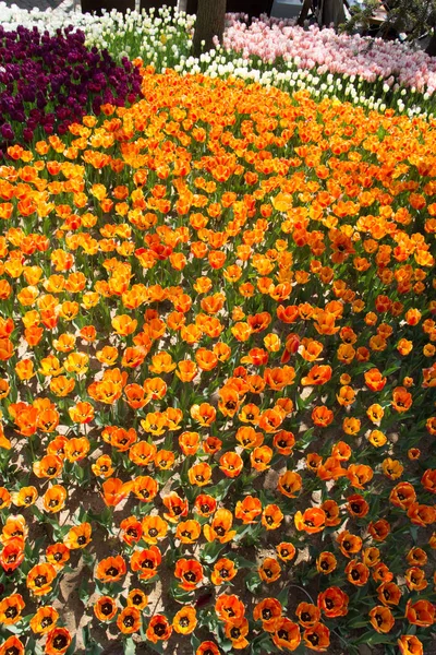 Kleurrijke Tulpenbloemen Bloeien Voorjaarstuin — Stockfoto