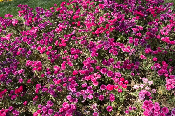 春の庭には色とりどりのチューリップが咲きます — ストック写真