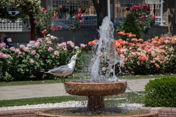 Gaviota Junto Fuente Jardín Rosas — Foto de Stock