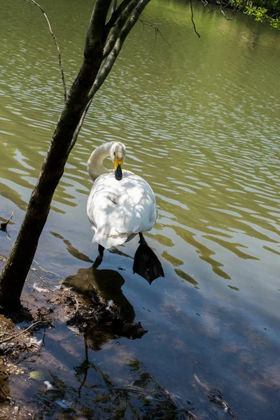 Cisnes Solteros Viven Entorno Natural —  Fotos de Stock