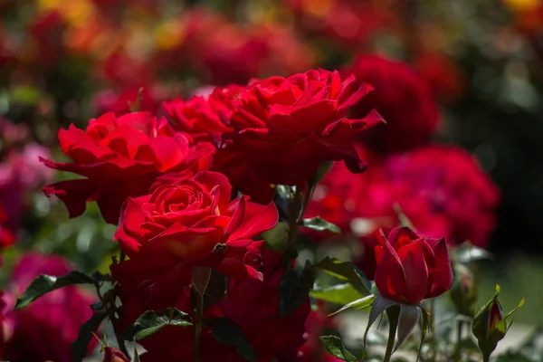 Jardim Rosas Cheio Belas Rosas Frescas — Fotografia de Stock