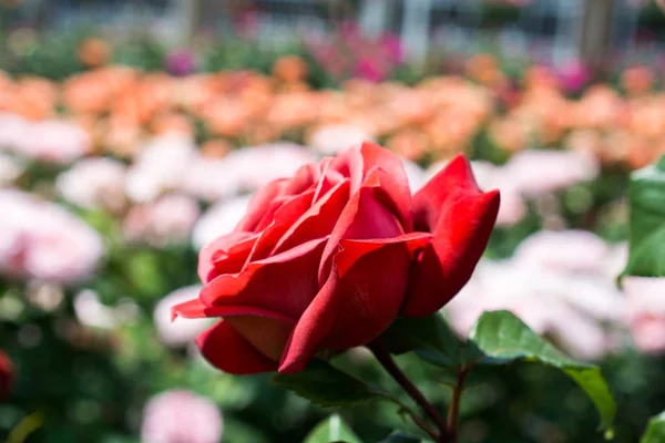 Bloeiende Prachtige Kleurrijke Rozen Tuin Achtergrond — Stockfoto