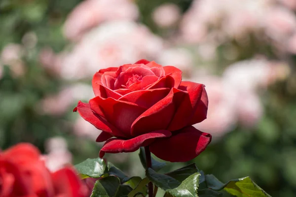 Floração Belas Rosas Coloridas Fundo Jardim — Fotografia de Stock