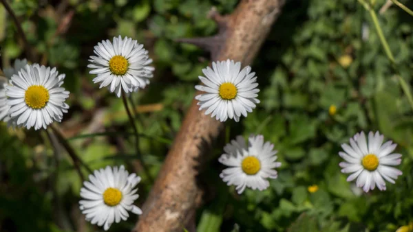 Arka plan olarak güzel papatya çiçekleri