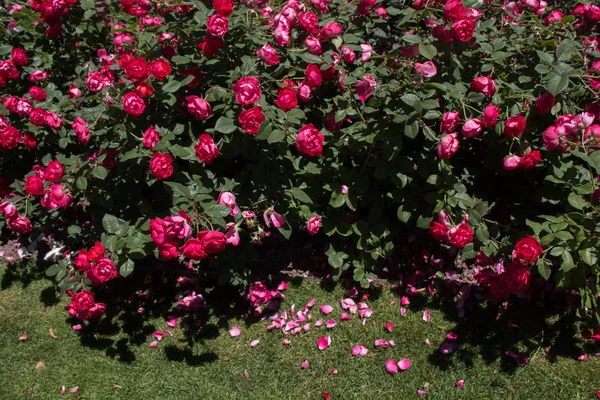 Blühende Schöne Bunte Rosen Garten Hintergrund — Stockfoto