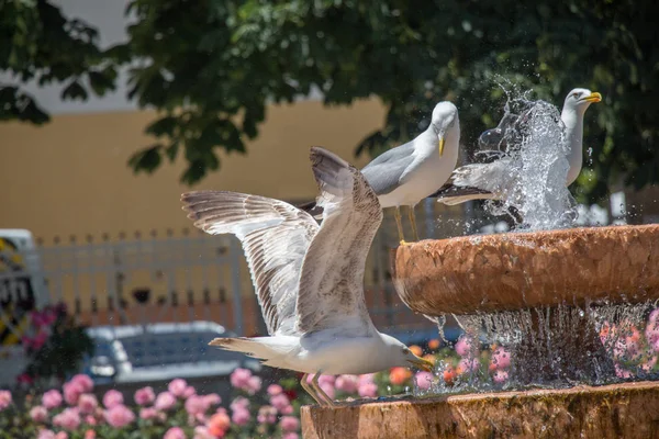 Gaivota Junto Fonte Jardim Rosas — Fotografia de Stock