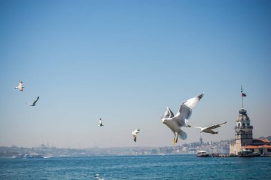 Arkasında Bakire Kulesi olan bir gökyüzünde martı.