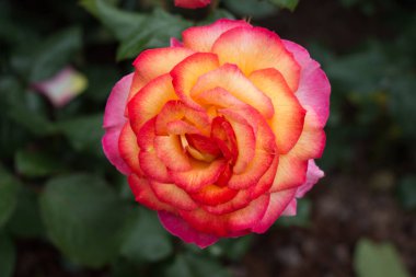 Yakından bakınca güzel taze güller.