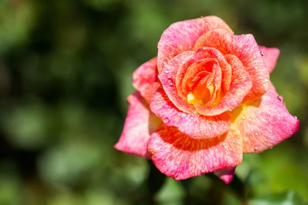 Bahçe Arka Planında Güzel Renkli Gül Çiçeği — Stok fotoğraf