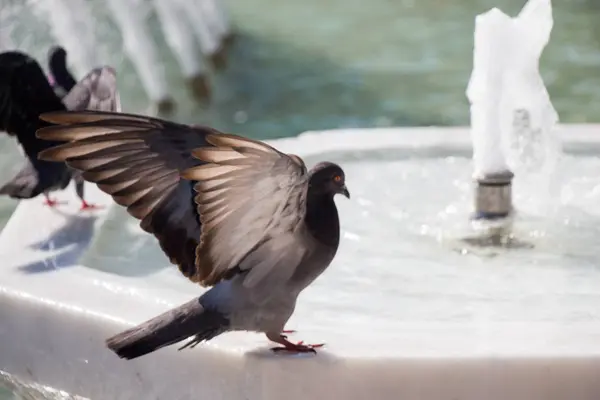 Pájaro Solitario Junto Fuente Vive Entorno Urbano — Foto de Stock