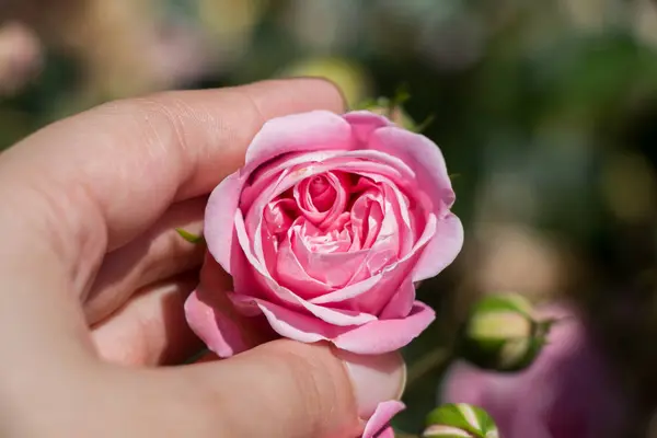 Hand Holding Colorful Rose Flower — Stock Photo, Image