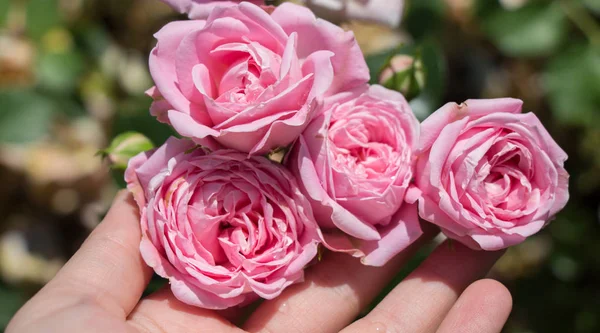 Bloeiende Prachtige Kleurrijke Rozen Tuin Achtergrond — Stockfoto