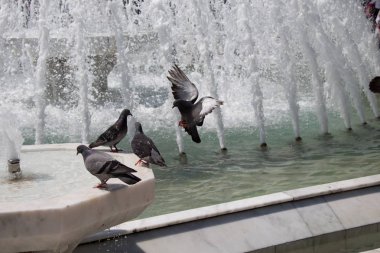 Şehir güvercinleri çeşmenin kenarında suyun kenarında