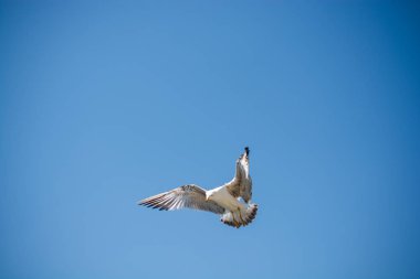 Arka plan olarak mavi gökyüzünde uçan tek bir martı.