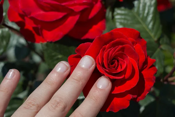 Mano Sosteniendo Una Colorida Flor Rosa —  Fotos de Stock