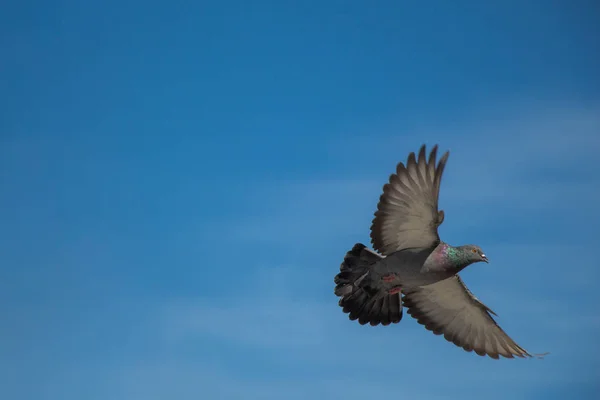 Deux Pigeons Dans Les Airs Avec Des Ailes Grandes Ouvertes — Photo