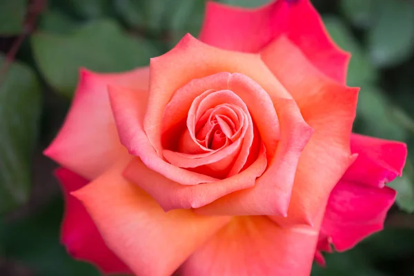 美丽的新鲜玫瑰在近景下 — 图库照片